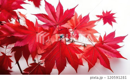 《AI画像》白い背景に真っ赤に紅葉したモミジの葉 120591281
