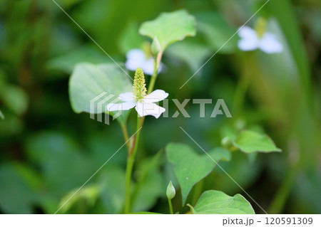ドクダミの花 ドクダミの花 120591309
