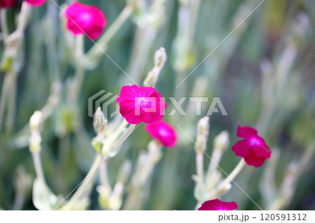 可愛い リクニス コロナリアの花 可愛い リクニス コロナリアの花 120591312