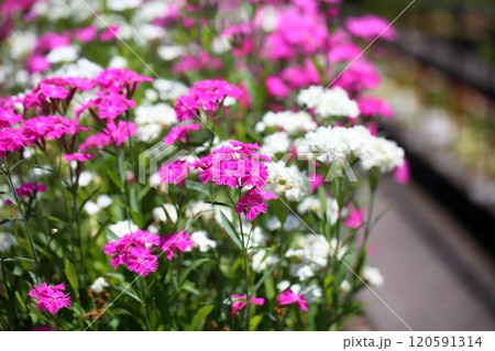 華やか ナデシコの花 華やか ナデシコの花 120591314