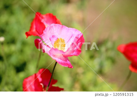 爽やか シャーレ―ポピーの花 爽やか シャーレ―ポピーの花 120591315