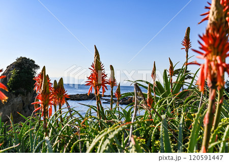 神奈川県横須賀市の立石公園 120591447