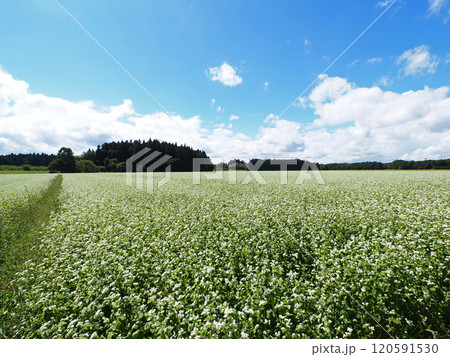 白い絨毯の様に広がるソバ畑が青空に印象的で綺麗だ。 120591530