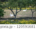 Two goats lay peacefully under a tree in a vibrant meadow 120591681