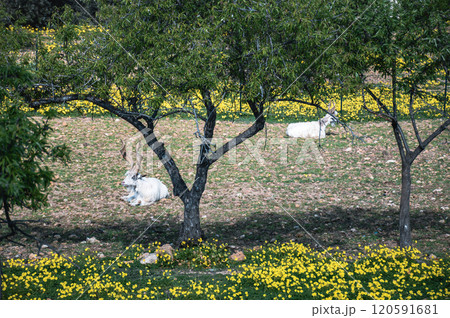 Two goats lay peacefully under a tree in a vibrant meadow Two goats lay peacefully under a tree in a vibrant meadow 120591681
