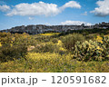 A vibrant field of yellow flowers, with a city in the background 120591682