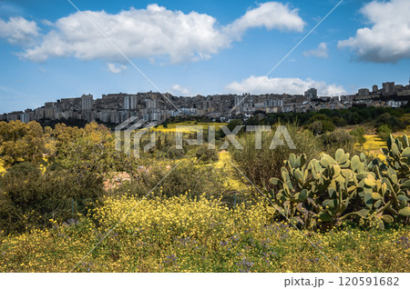 A vibrant field of yellow flowers, with a city in the background A vibrant field of yellow flowers, with a city in the background 120591682