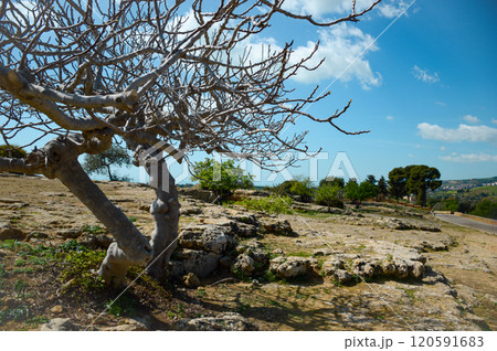 In the very center of a vast and arid desert stands a tree without leaves 120591683