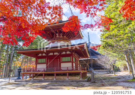 高野山　壇上伽藍　紅葉に包まれた東塔 120591753