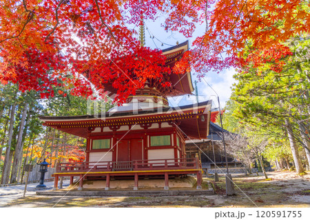 高野山　壇上伽藍　紅葉に包まれた東塔 120591755