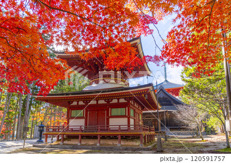 高野山 壇上伽藍 紅葉に包まれた東塔 高野山 壇上伽藍 紅葉に包まれた東塔 120591757