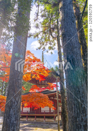 高野山　壇上伽藍　紅葉に包まれた東塔 120591759