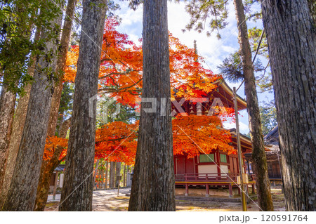 高野山　壇上伽藍　紅葉に包まれた東塔 120591764