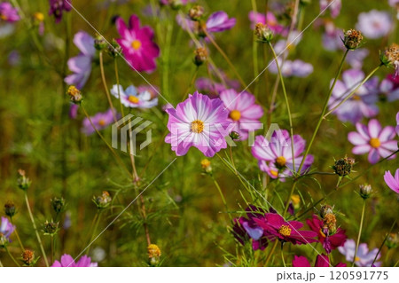 光を浴びて輝く満開のピンクのコスモス 120591775