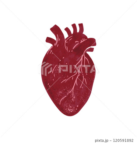 Textured purple anatomical heart. Vector illustration in gothic victorian style. 120591892