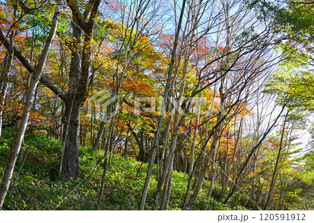 見ごろの紅葉　赤城大沼湖畔　秋色の風景 120591912
