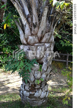 ヤシの木 120591935