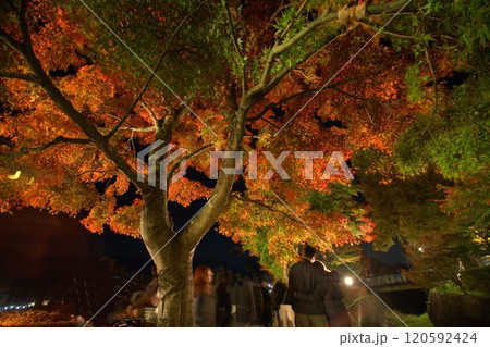 ライトアップされた紅葉 ライトアップされた紅葉 120592424