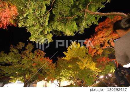 ライトアップされた紅葉 120592427