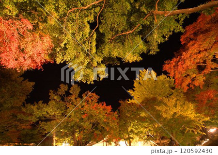 ライトアップされた紅葉 120592430