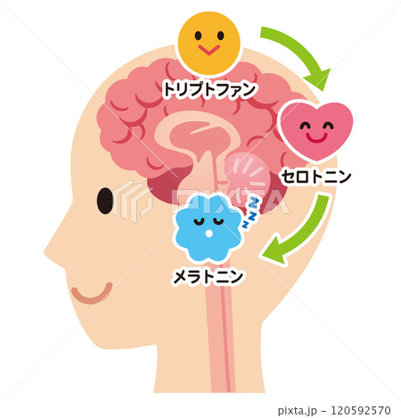 セロトニンの分泌　脳　健康 120592570