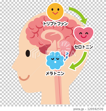 Serotonin secretion, brain health 120592570