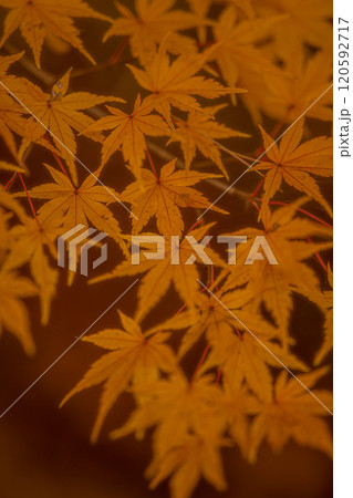 色鮮やかな岩手の紅葉 色鮮やかな岩手の紅葉 120592717