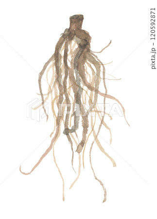 水彩で描いた薊の根　大薊 120592871