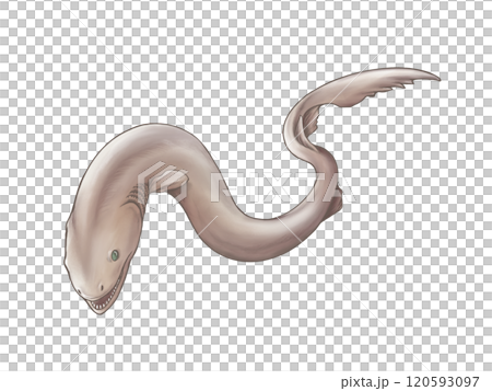 Watercolor illustration of deep sea fish frilled shark 120593097