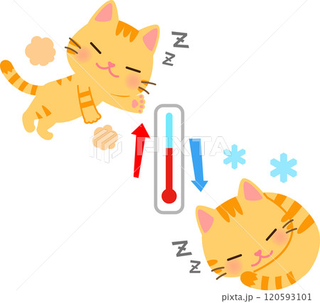 丸くなって眠る猫と体を伸ばして眠る猫と温度計 120593101