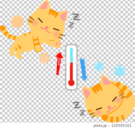 丸くなって眠る猫と体を伸ばして眠る猫と温度計 120593101