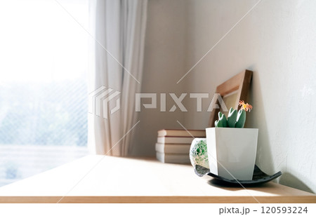 空間を飾る観葉植物 空間を飾る観葉植物 120593224