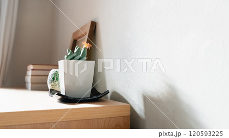 空間を飾る観葉植物 120593225