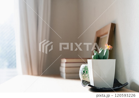 空間を飾る観葉植物 120593226