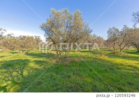 Historic Olive Trees Provence 120593246