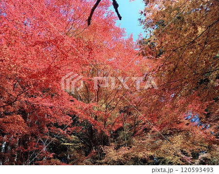 秋の青空と紅葉 120593493