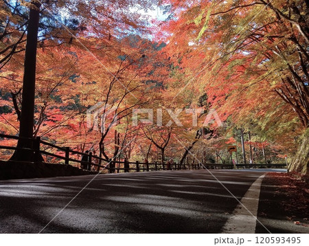 紅葉したメタセコイアの並木道 120593495