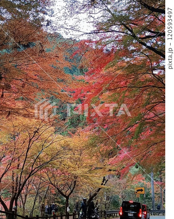 紅葉したメタセコイア並木 120593497