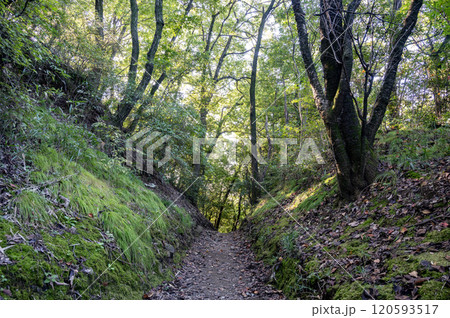 群馬 金山城の西矢倉台下堀切(太田市) 群馬 金山城の西矢倉台下堀切(太田市) 120593517