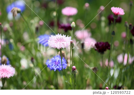 ヤグルマギクの花 ヤグルマギクの花 120593722