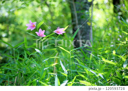 可愛い　ヒメサユリの花 120593728