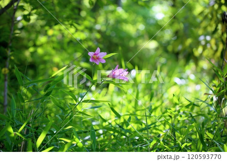可愛い　ヒメサユリの花 120593770