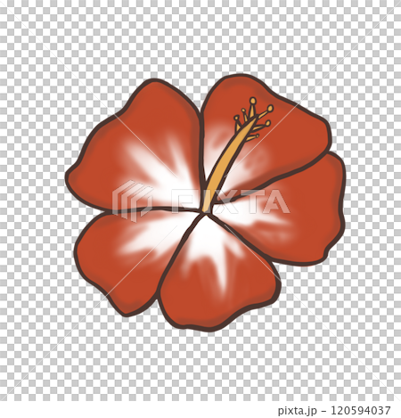 Hibiscus Hibiscus 120594037