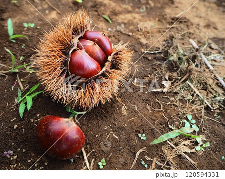 いがぐり いがぐり 120594331