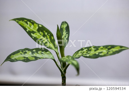 サトイモ科 アグラオネマ ピクタムトリカラー サトイモ科 アグラオネマ ピクタムトリカラー 120594534