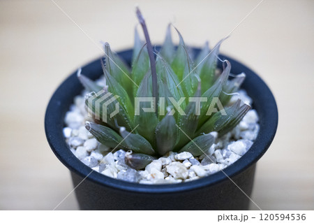 ハオルチア　ダビディ　多肉植物 120594536