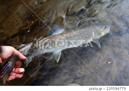 釣り　リリースされるアメマス　大きい 雨鱒 120594779