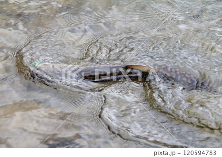 釣り　釣り針に掛かったアメマス　大きい 雨鱒 120594783
