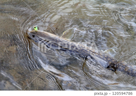 釣り 釣り針に掛かったアメマス 大きい 雨鱒 釣り 釣り針に掛かったアメマス 大きい 雨鱒 120594786