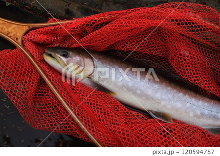 釣り　ネットに横たわるアメマス　大きい 雨鱒 120594787